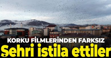 sehri-istila-ettiler-ardahanda-kargalar-korku-filmlerini-aratmiyor-urfadanhabervar-sondakikaurfahaber-guncelurfahaber